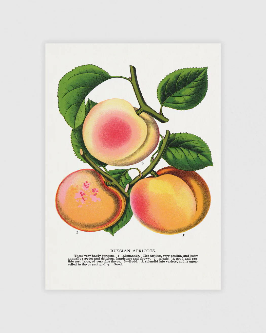 Vintage grafiskt Posterpaket