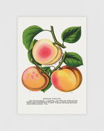 Bild på Russian Apricots