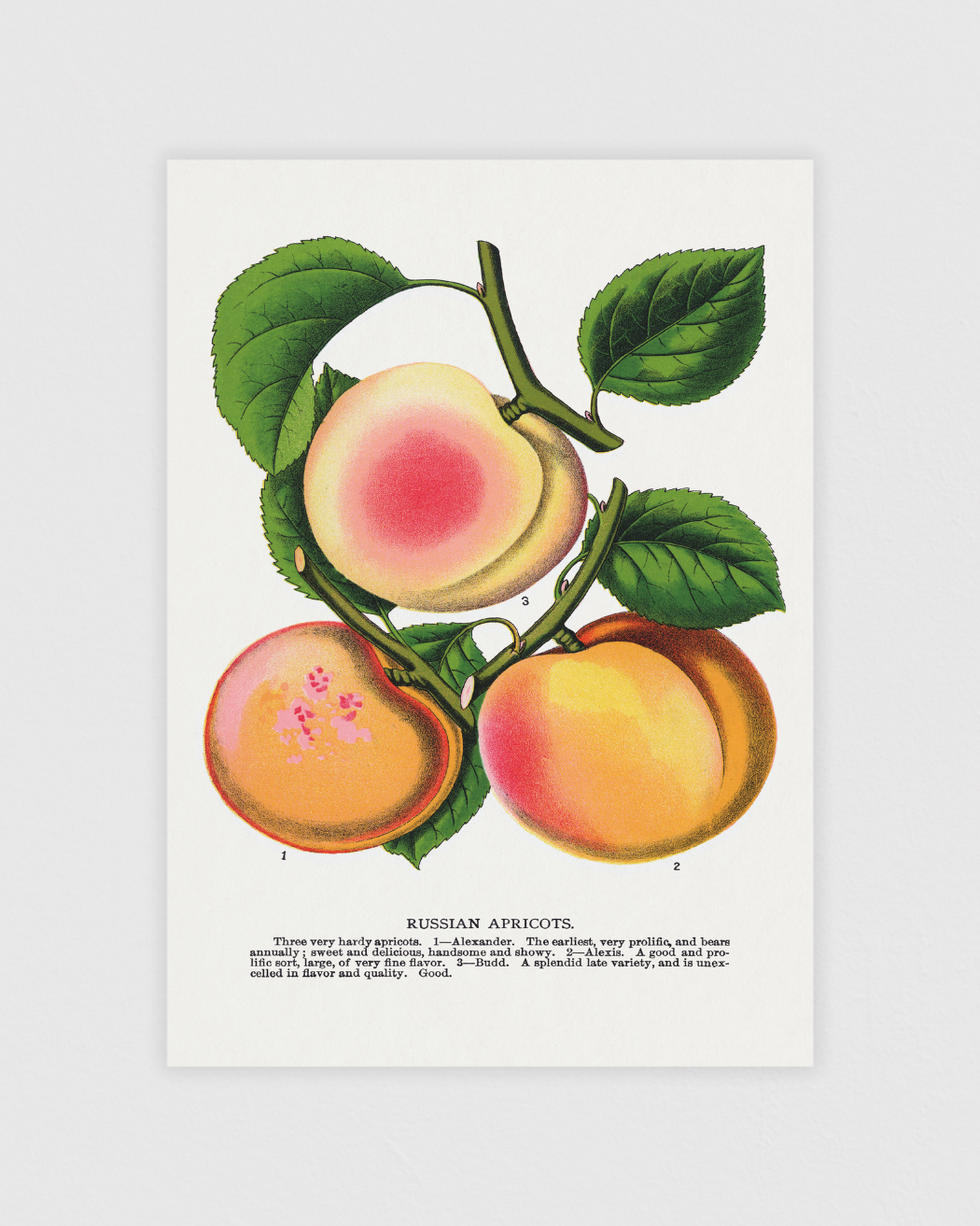 Bild på Russian Apricots