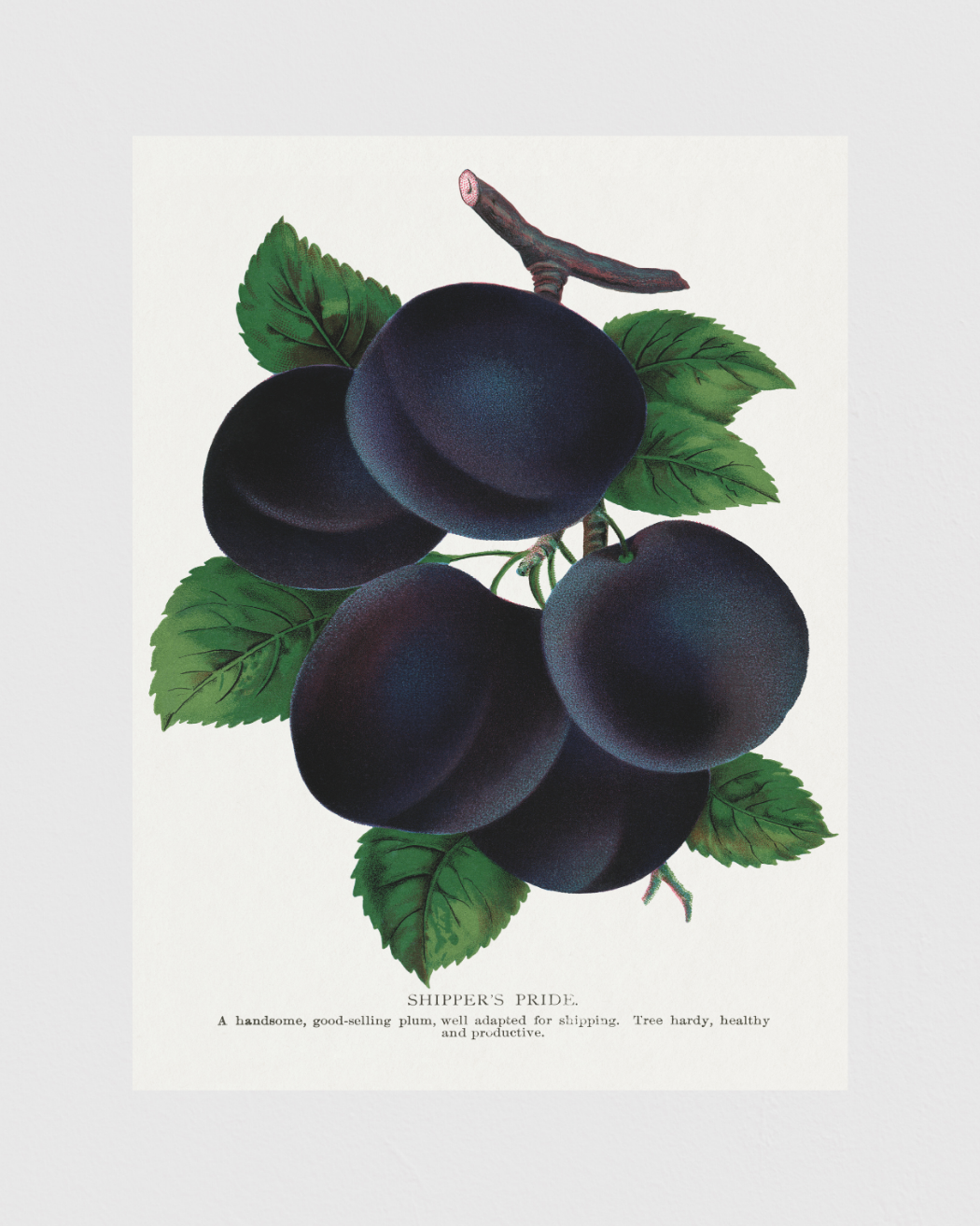 Bild på Shippers Pride Plum