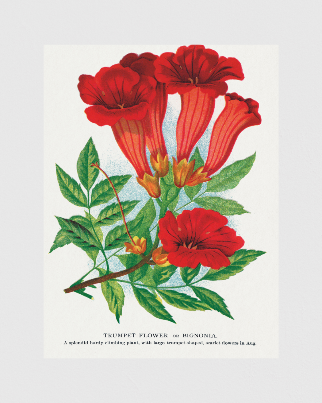 Bild på Trumpet Flower or Bignonia
