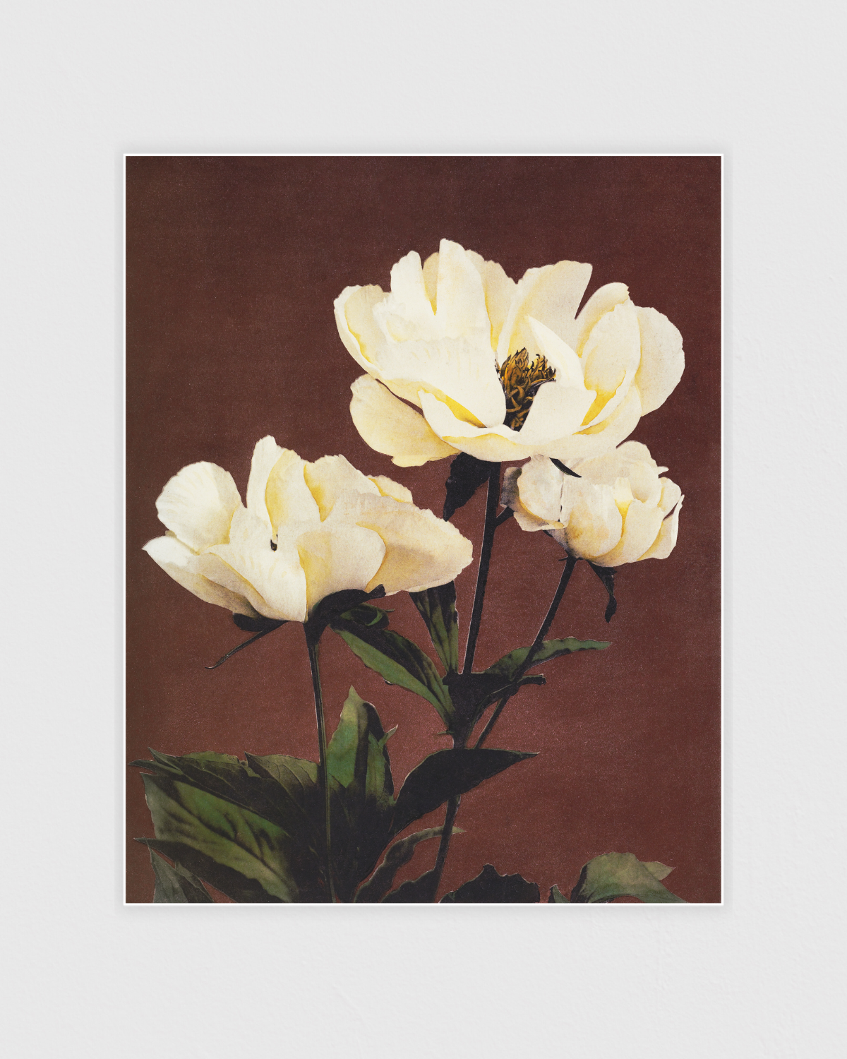 Bild på Hærdaceous Peony No.1