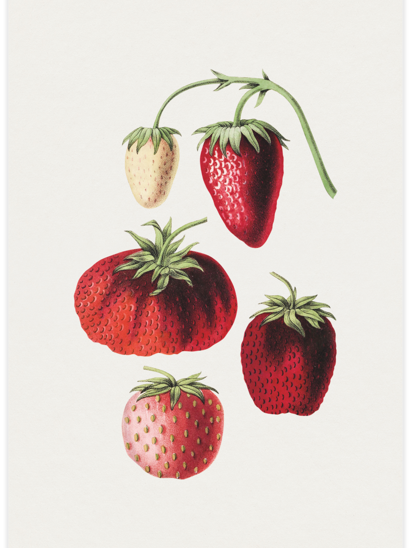 Bild på Hand drawn strawberry