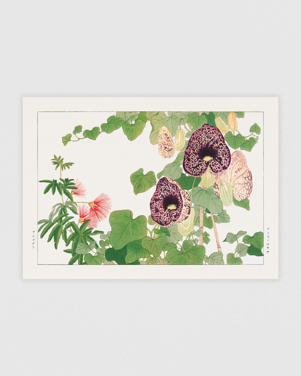 Bild på Albizia & Aristolochia flower