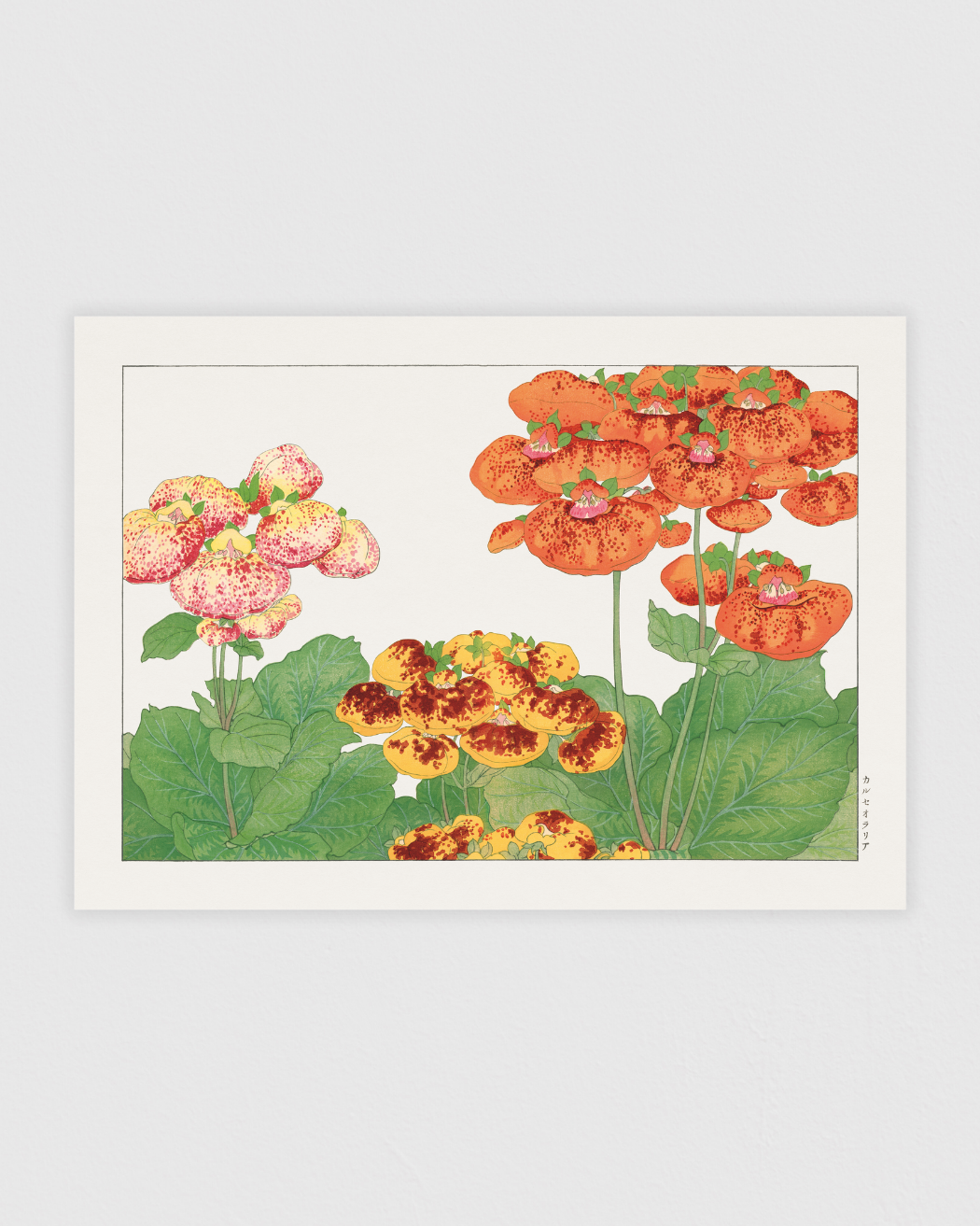 Bild på Calceolaria flower