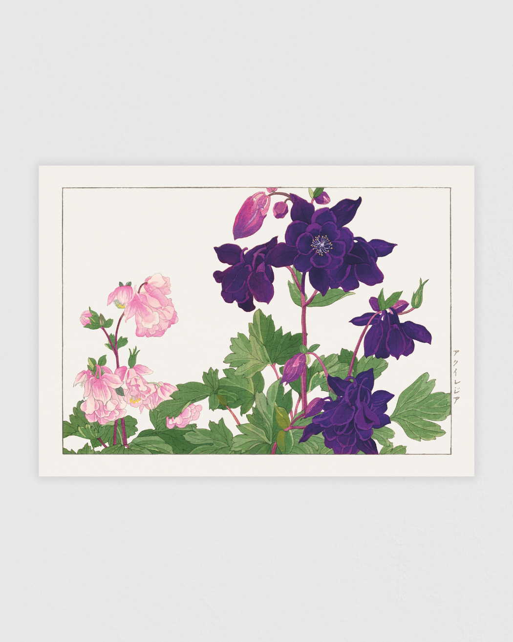 Bild på Aquilegia flower