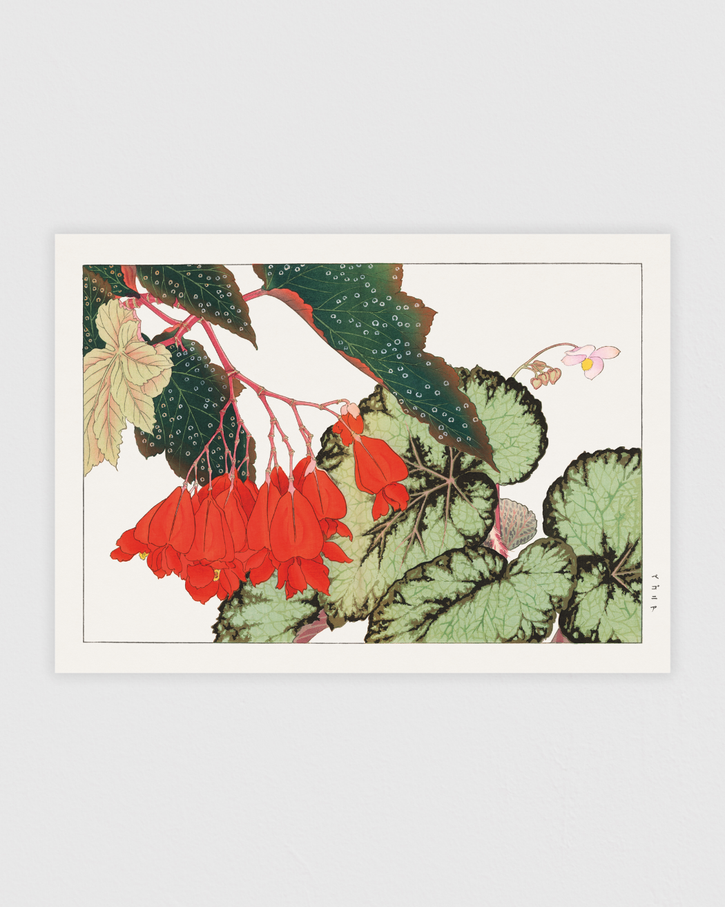 Bild på Cracklin Rosie Begonia flower