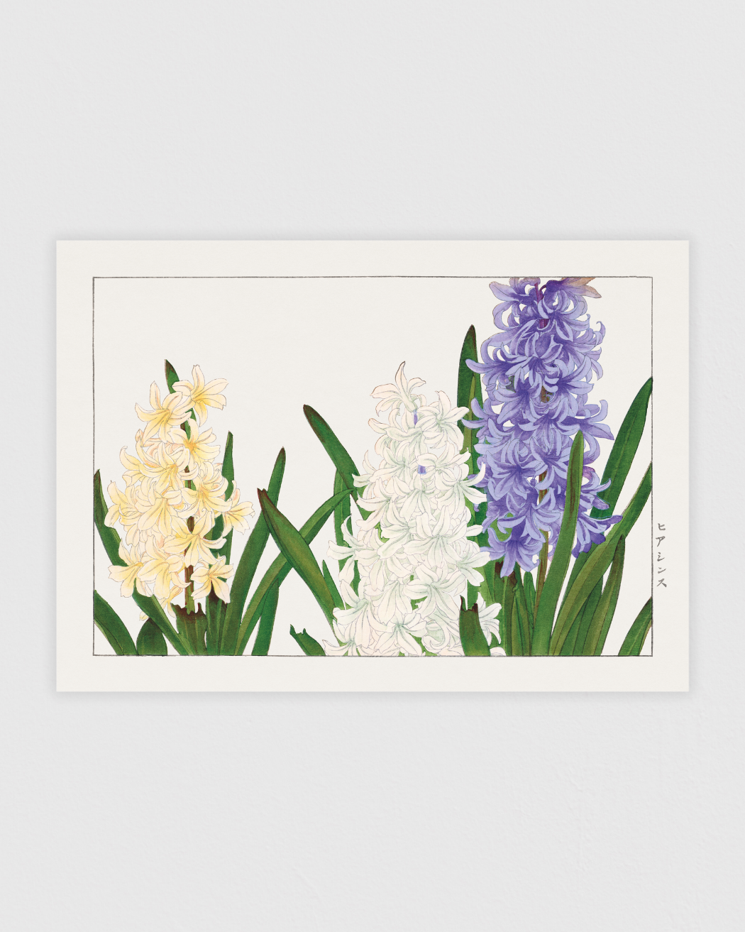 Bild på Hyacinth flower