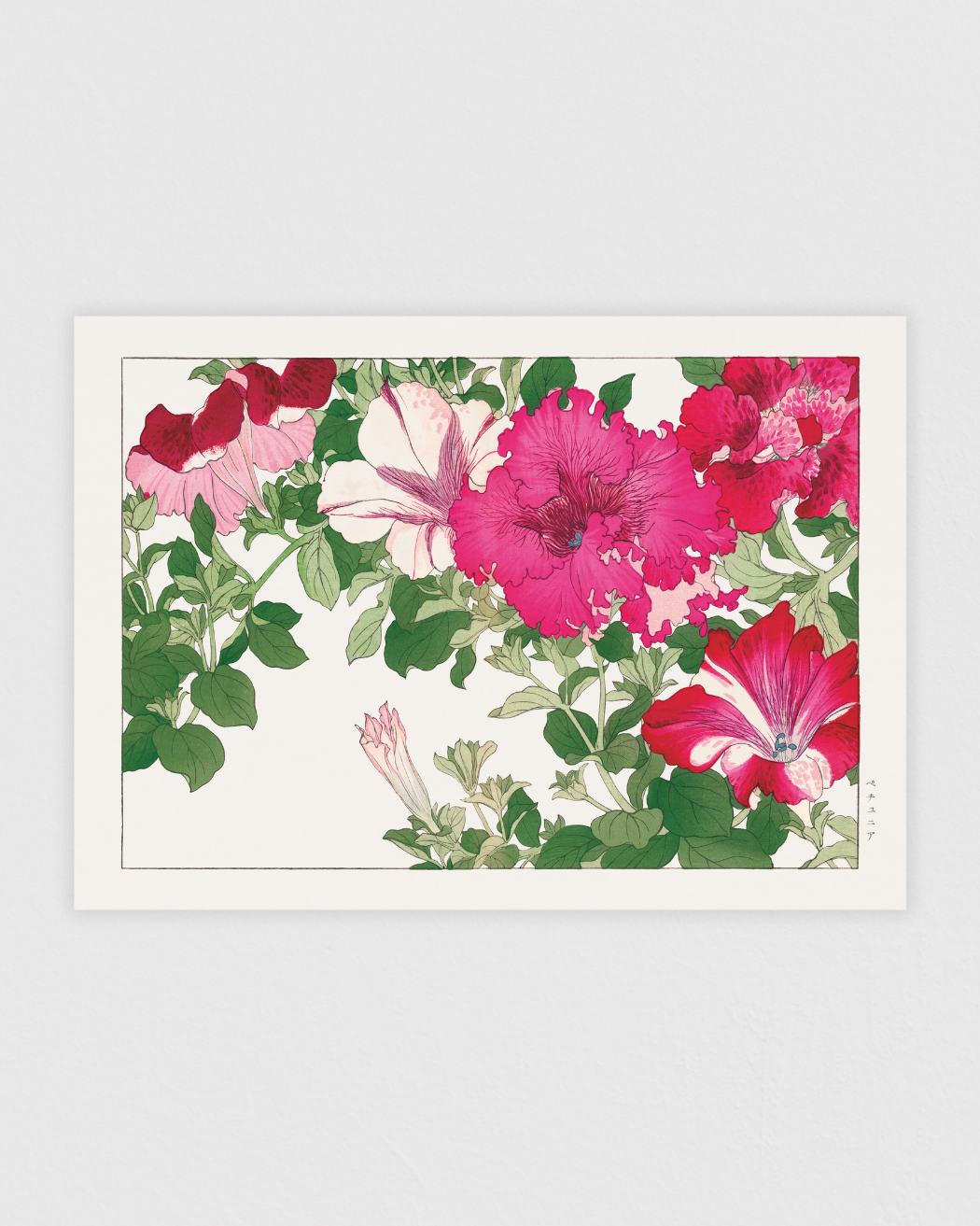 Bild på Petunia flower