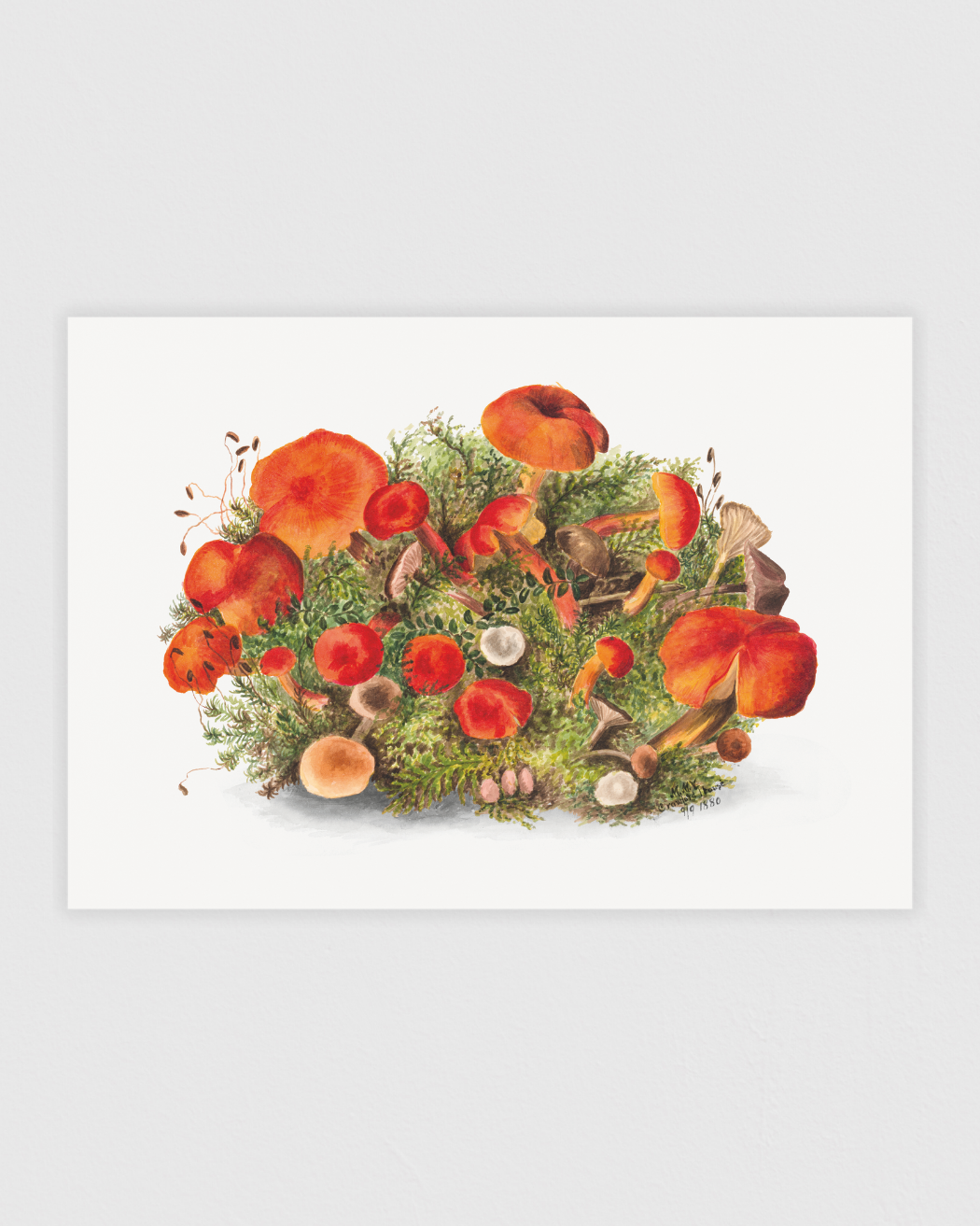 Bild på Study of Mushrooms