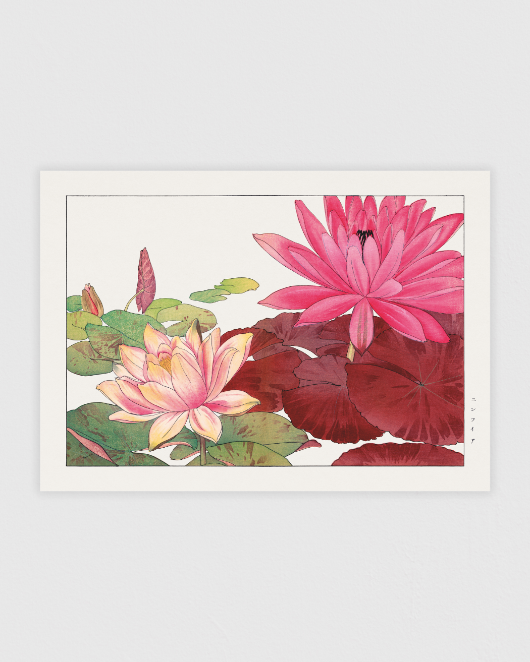 Bild på Nymphaea lotus flower