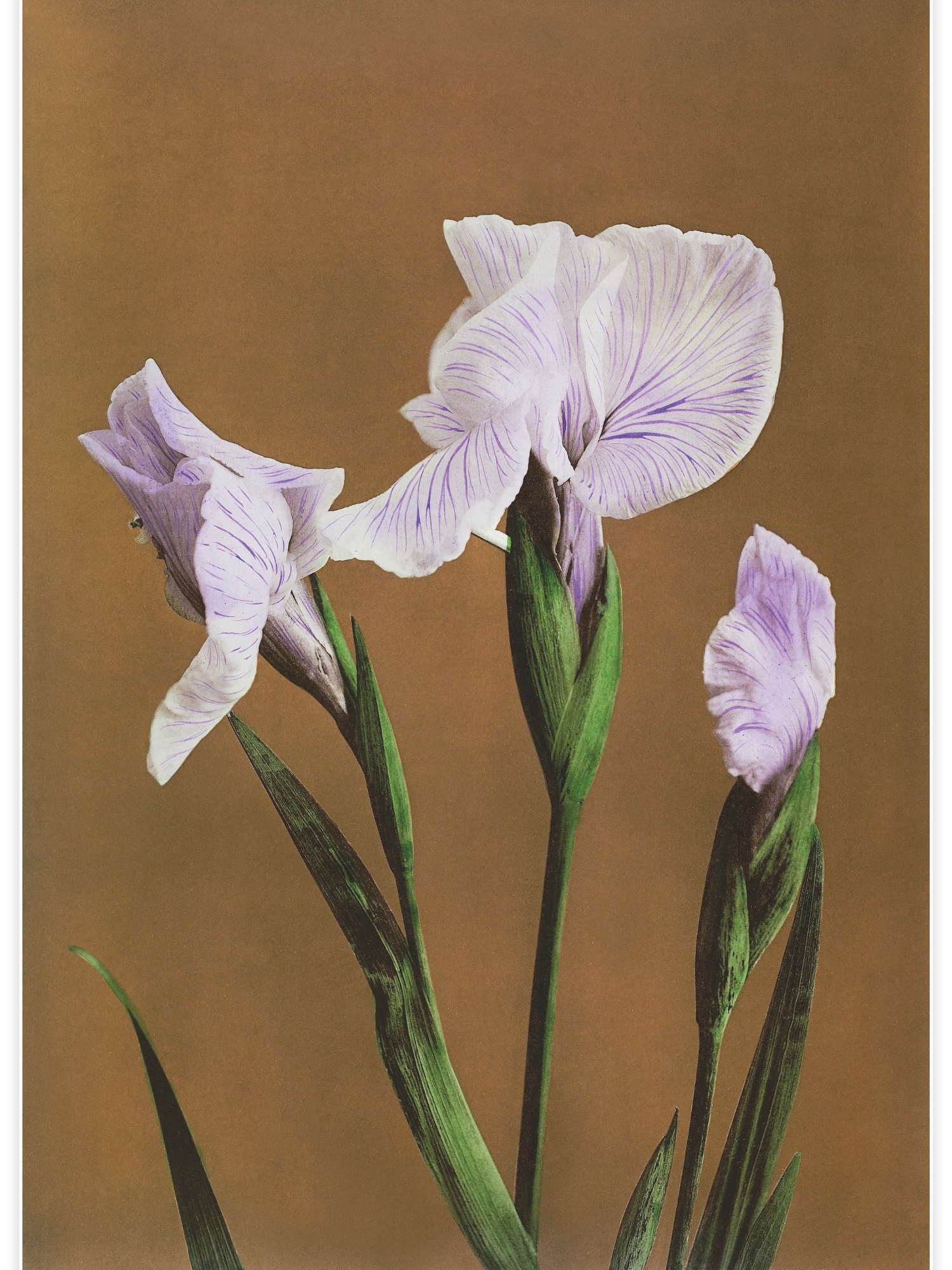 Bild på Iris Kæmpferi