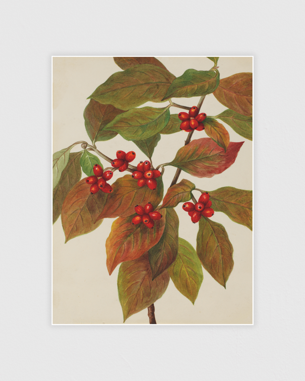 Bild på Flowering Dogwood (Cornus florida)