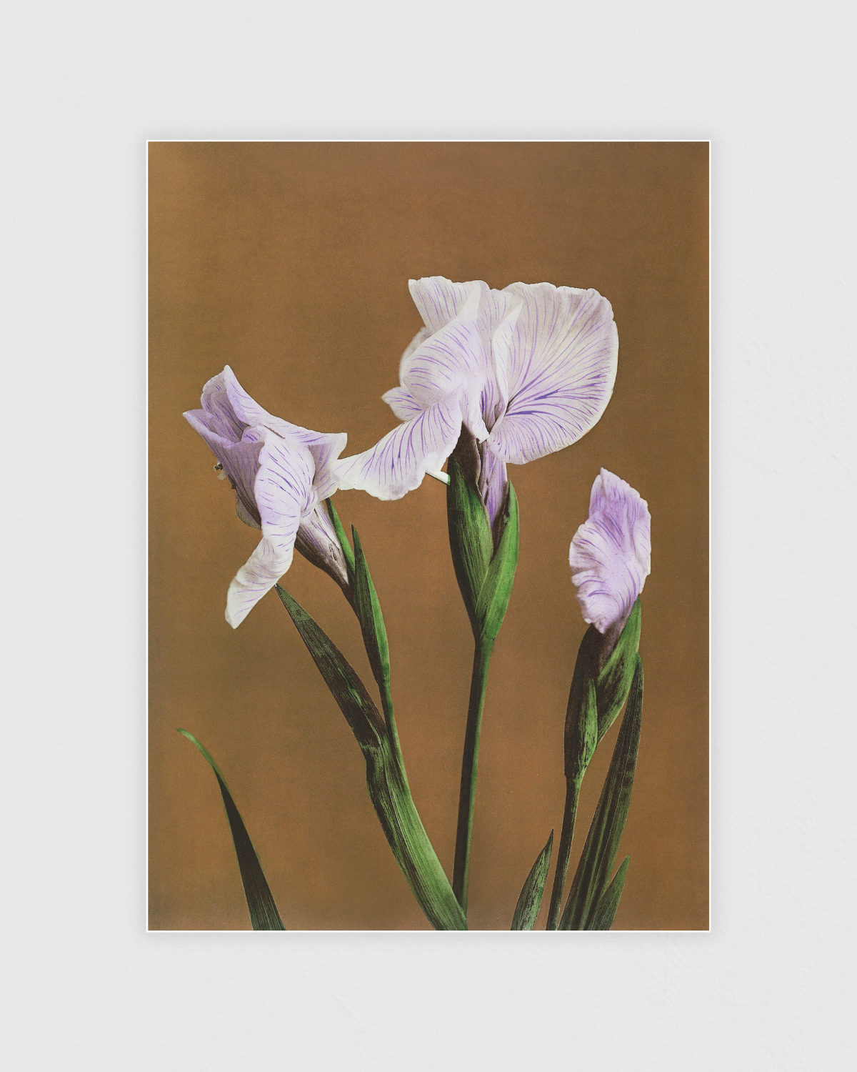 Bild på Iris Kæmpferi