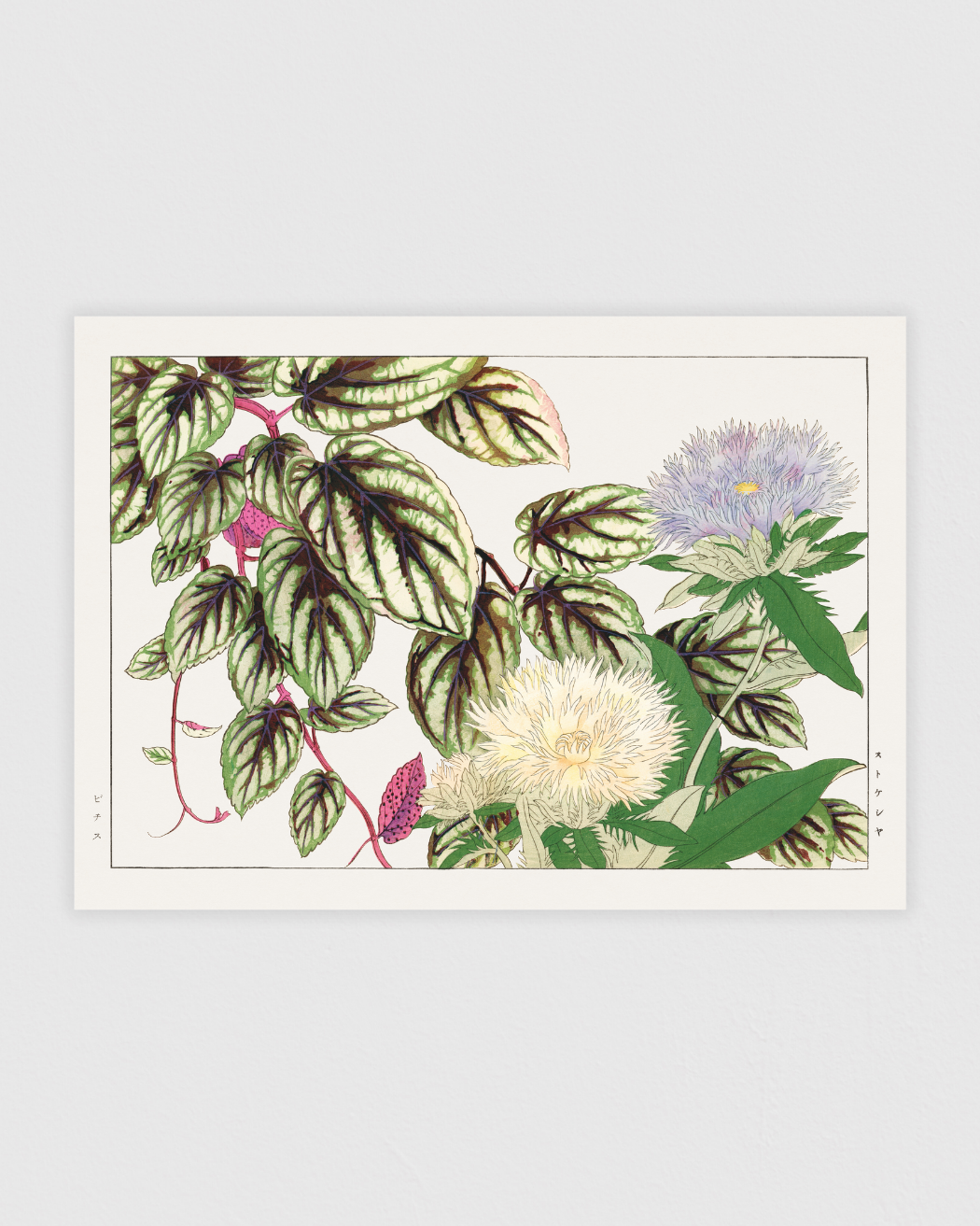 Bild på Vitis & Stokesia flower