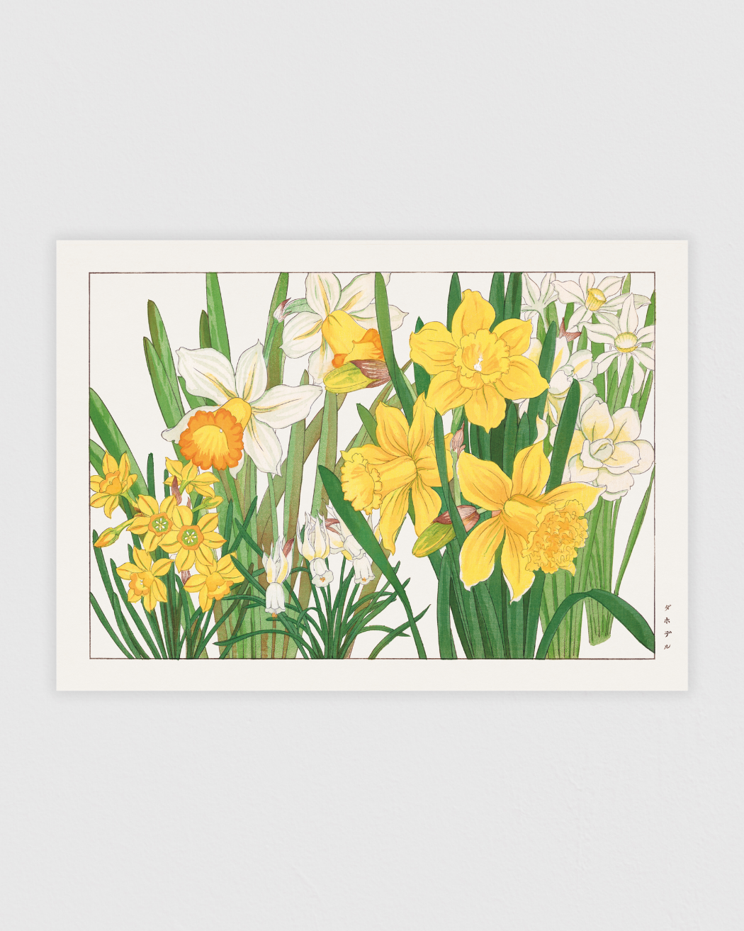 Bild på Daffodil flower