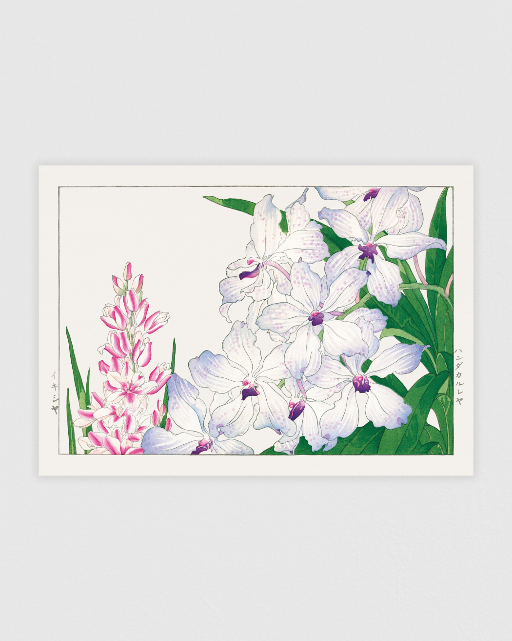 Bild på Ixia flower