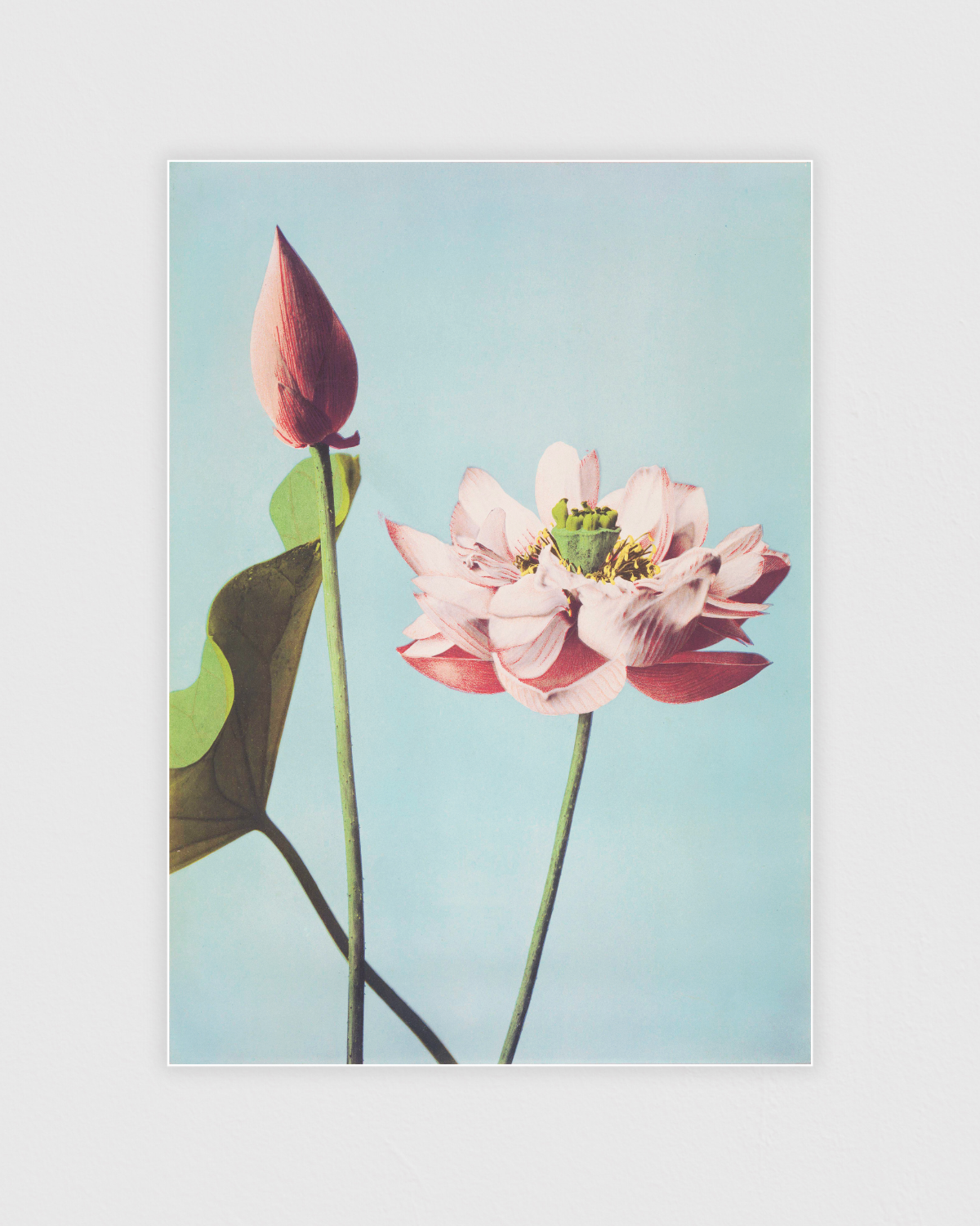 Bild på Lotus Flowers