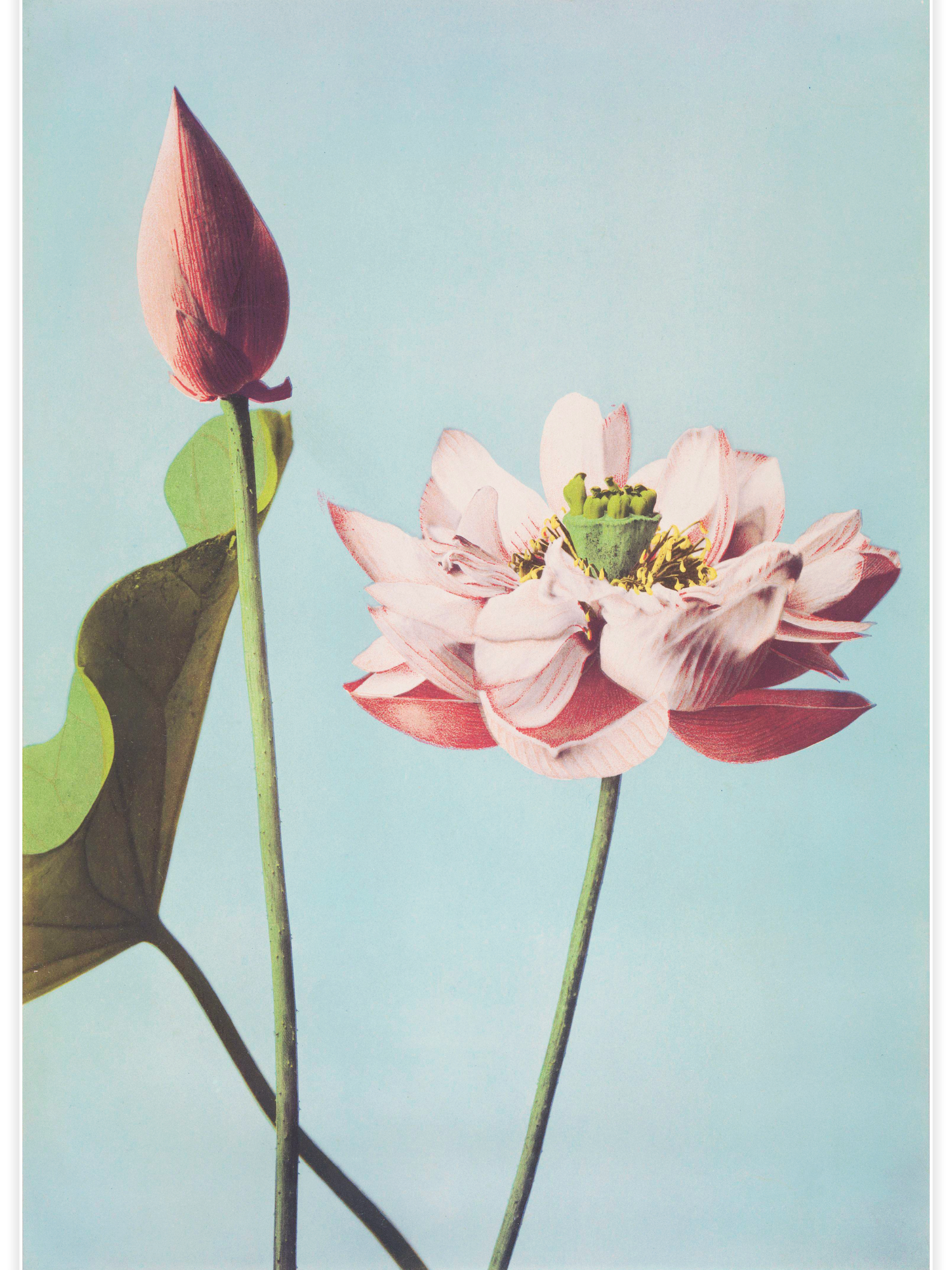 Bild på Lotus Flowers