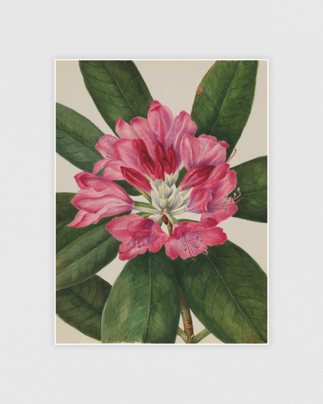 Bild på Mountain Rose-Bay (Rhododendron catawbiense)