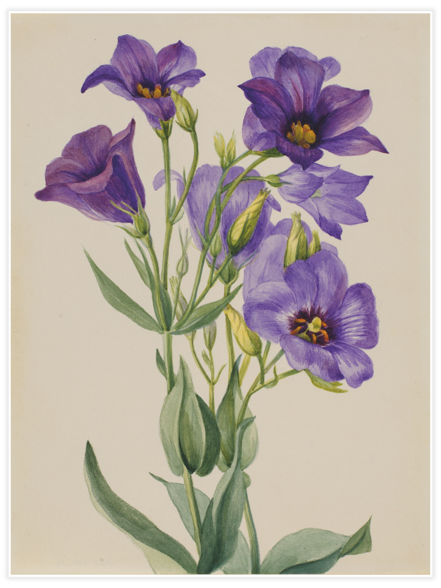 Bild på Eustoma russelianum