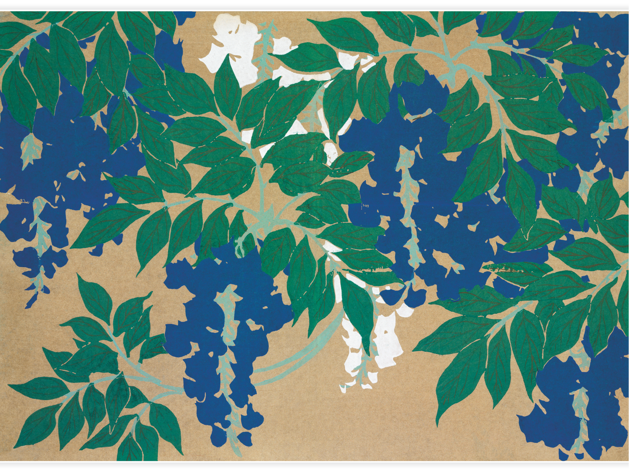 Wisteria from Momoyogusa