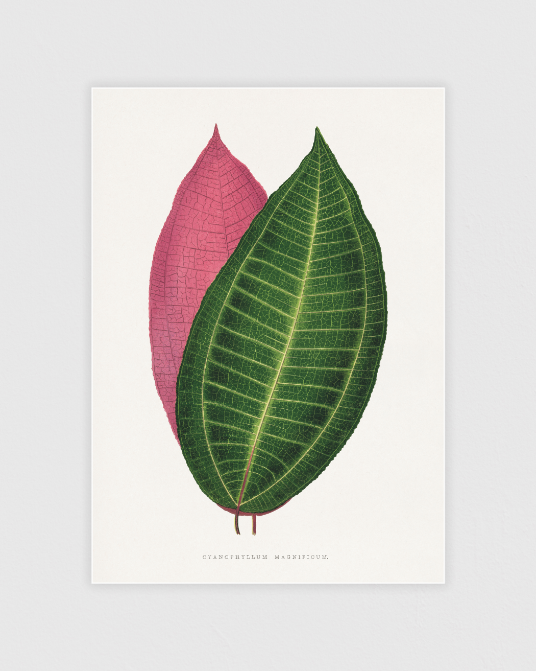 Bild på Calophyllum Inophyllum