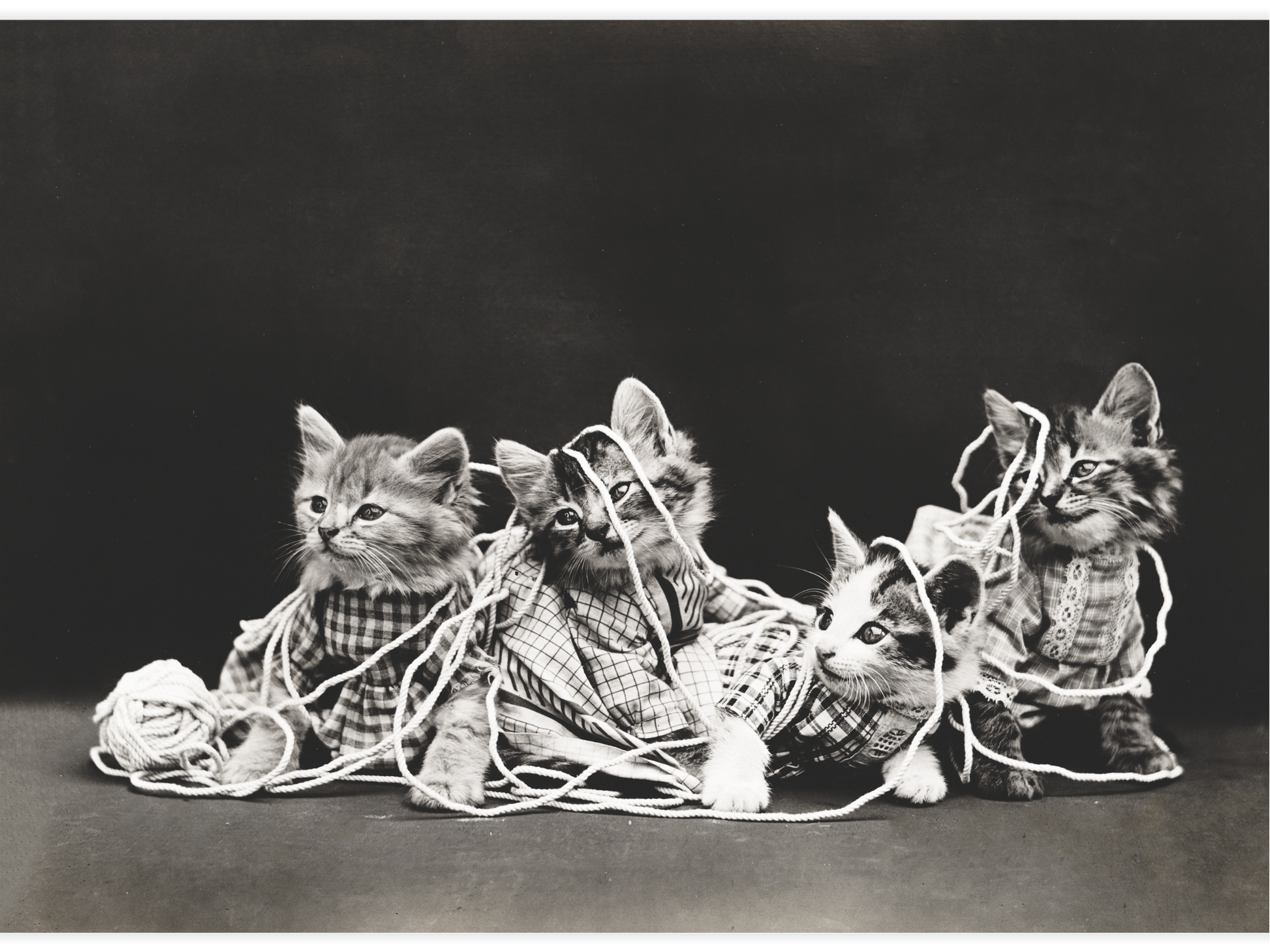 Bild på The entanglement