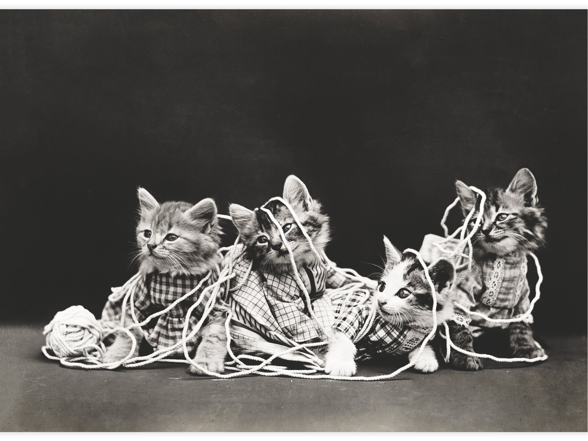 Bild på The entanglement