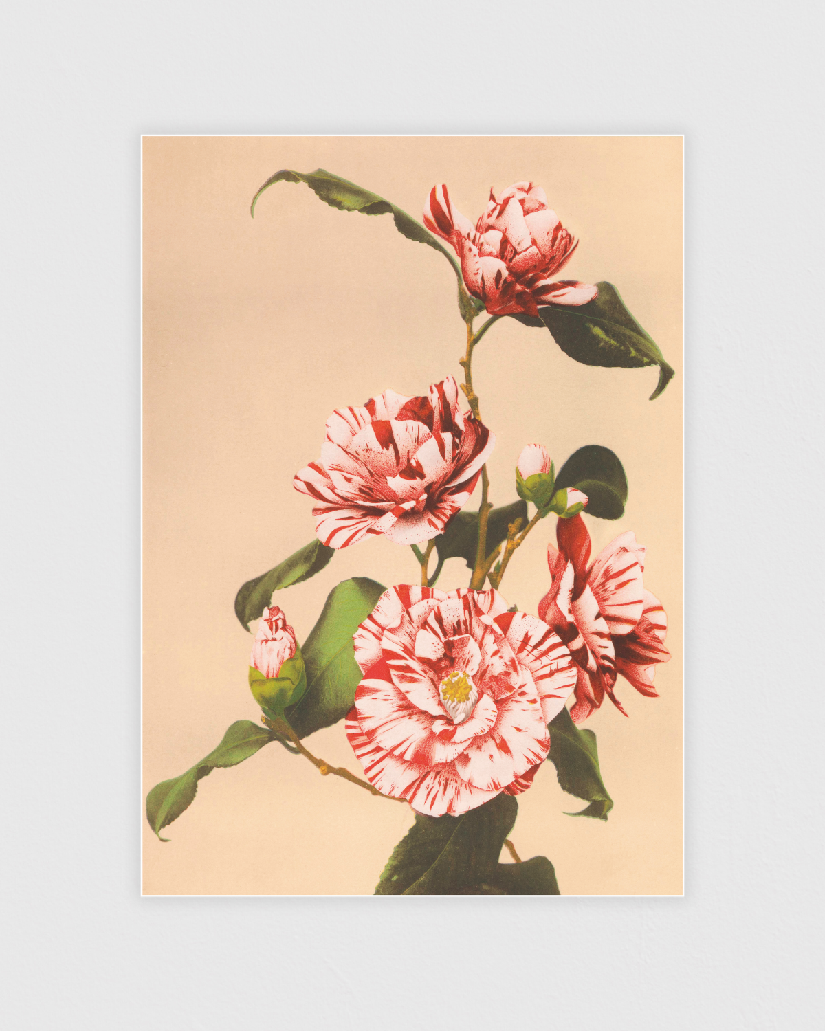 Bild på Striped Camellias