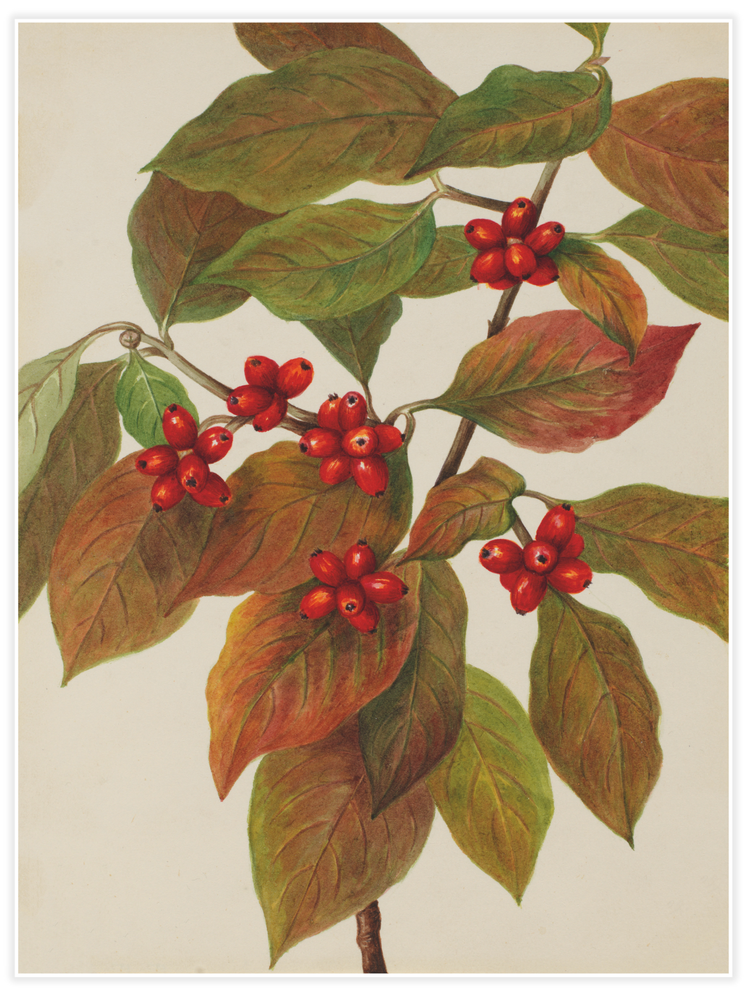 Bild på Flowering Dogwood (Cornus florida)