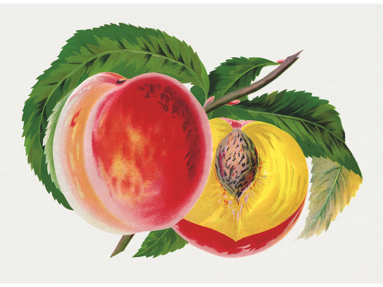 Bild på Hale's Hardy Peach