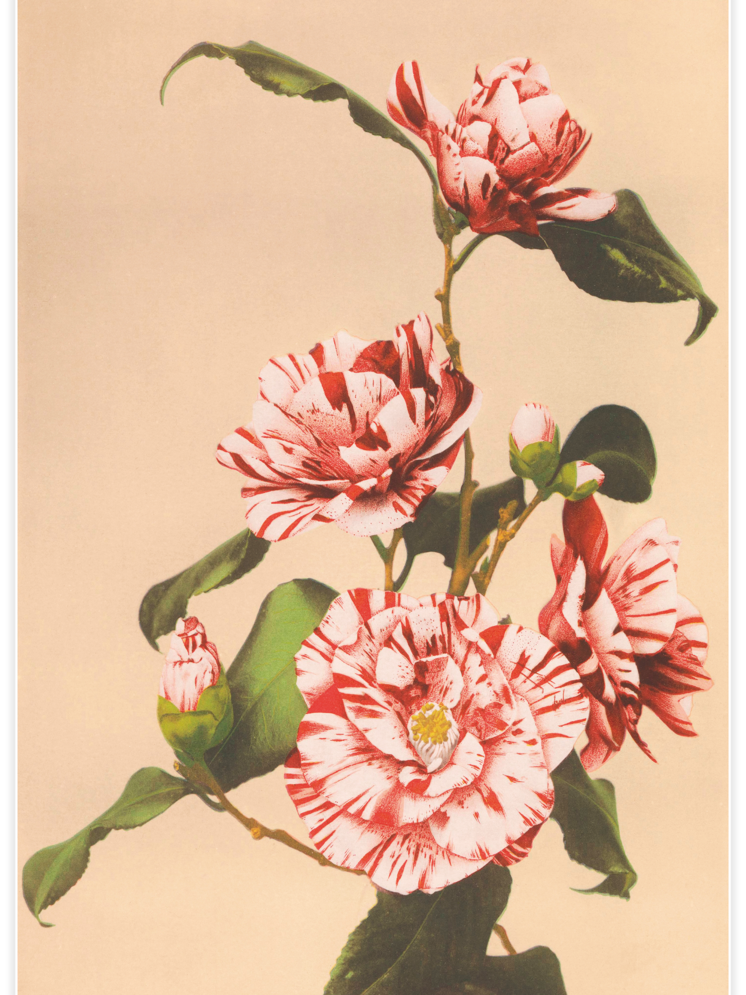 Bild på Striped Camellias