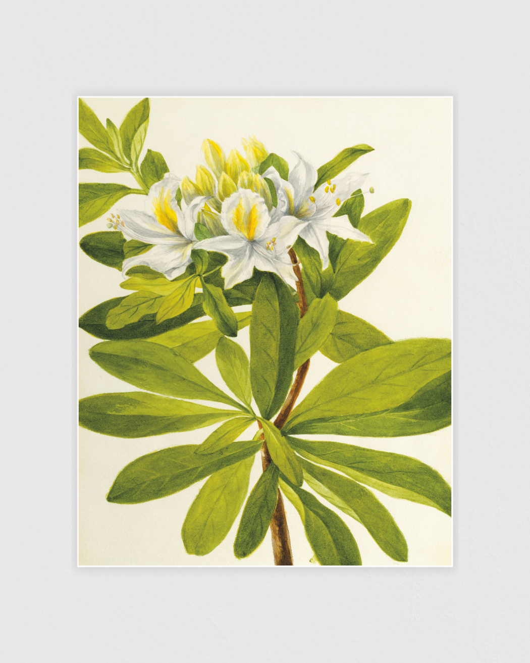 Bild på Western Azalea (Rhododendron occidentale)