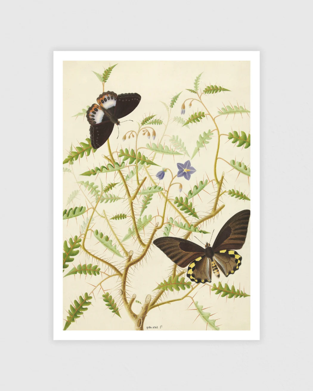 Botanisk & Modern konst Posterpaket