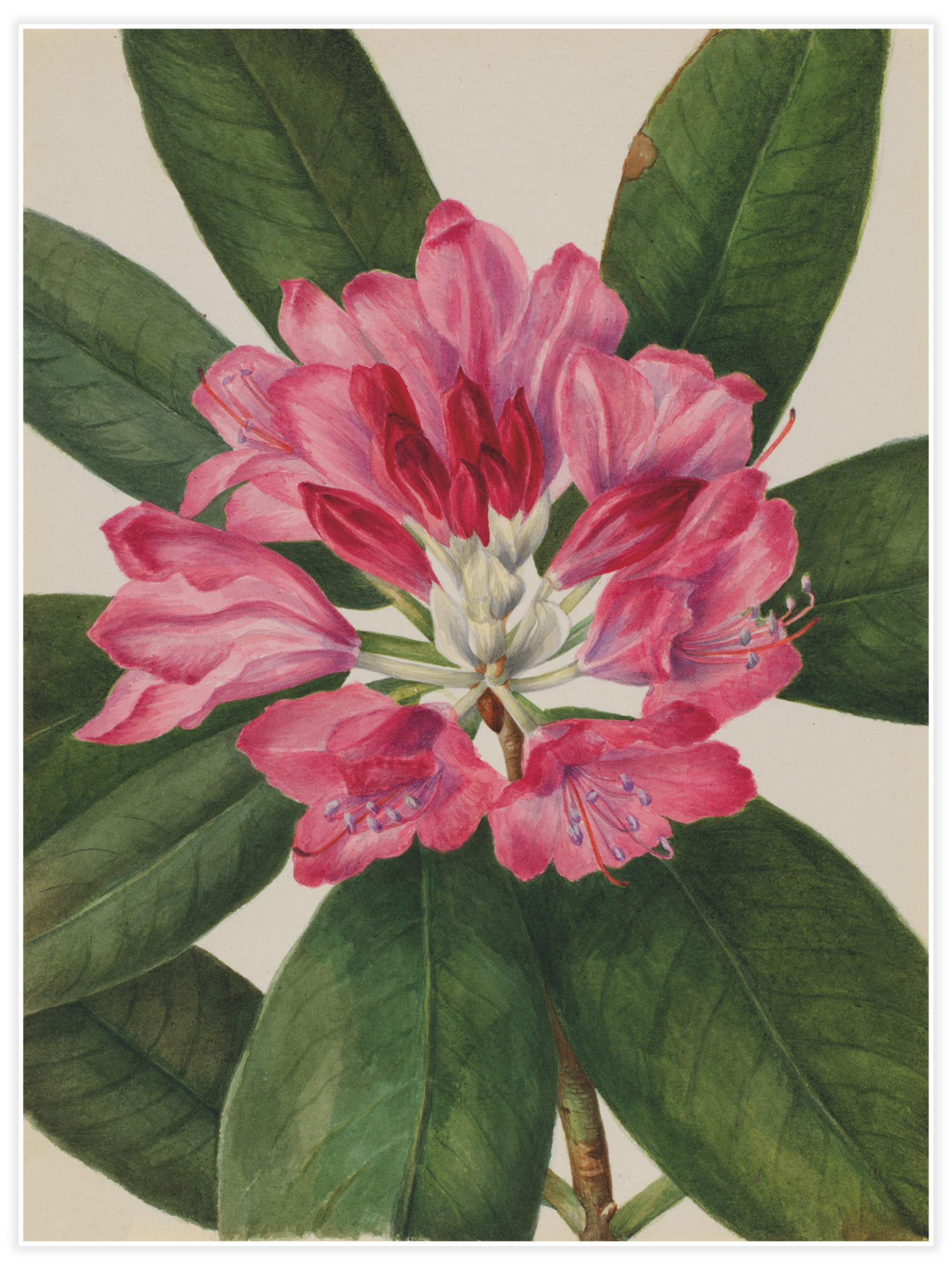 Bild på Mountain Rose-Bay (Rhododendron catawbiense)