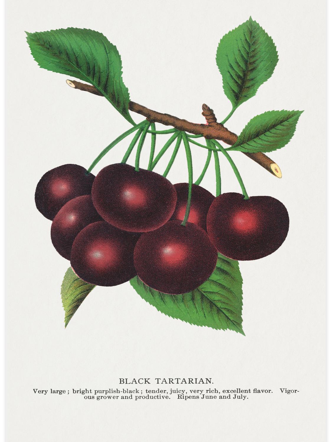 Bild på Black Tartarian