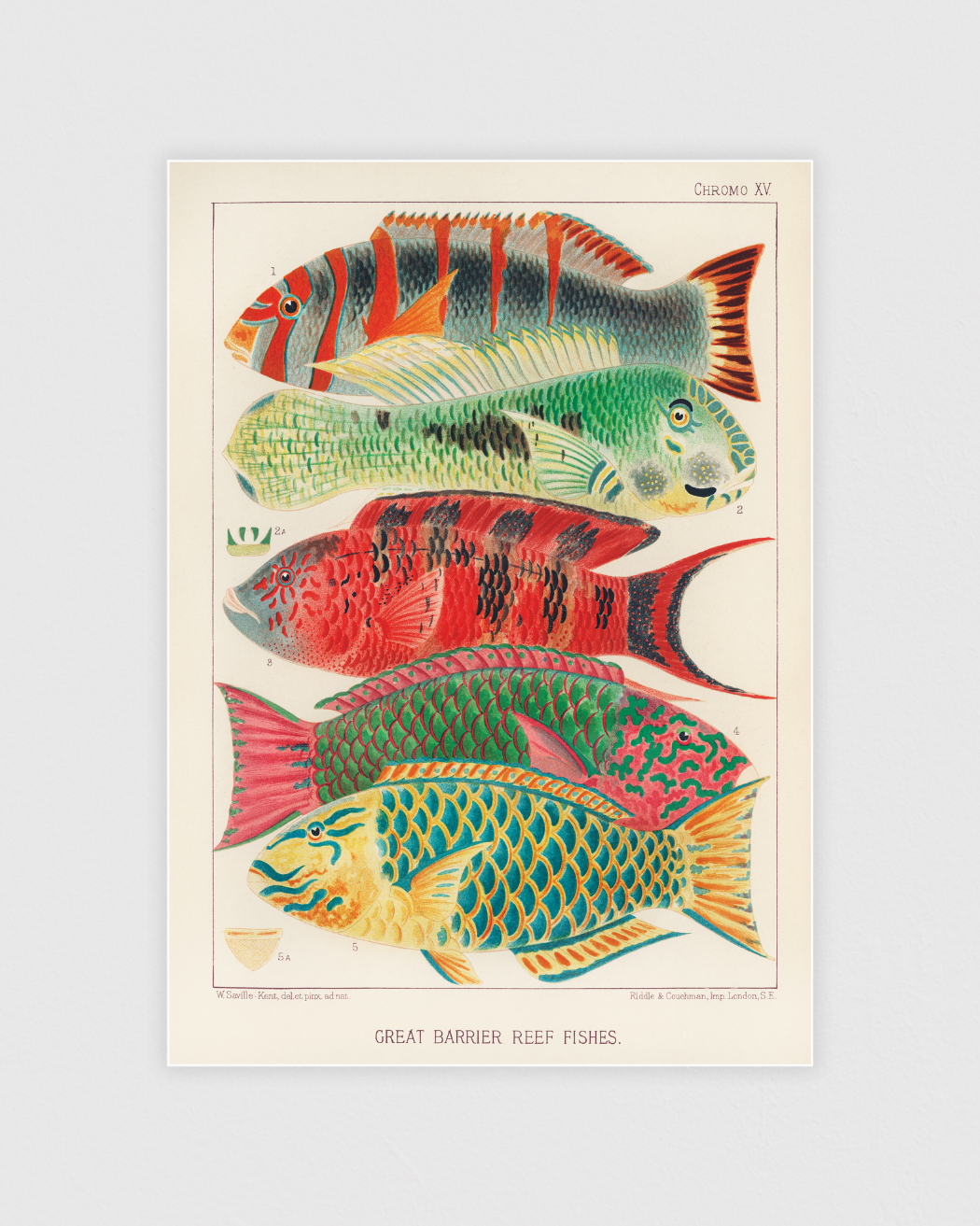 Bild på Great Barrier Reef Fishes