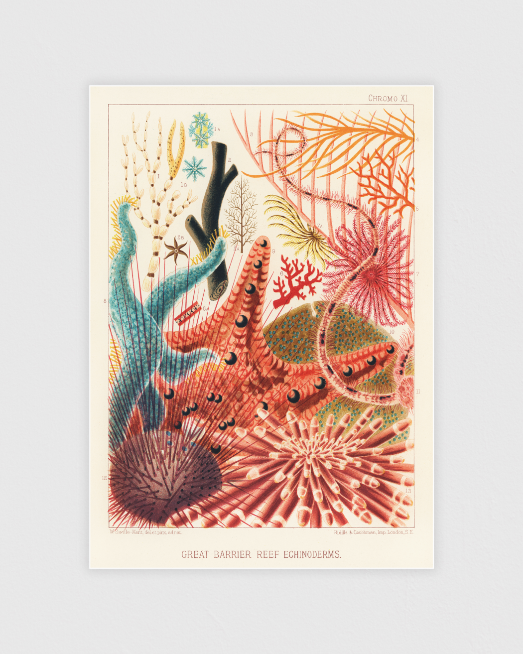 Bild på Great Barrier Reef Echinoderms