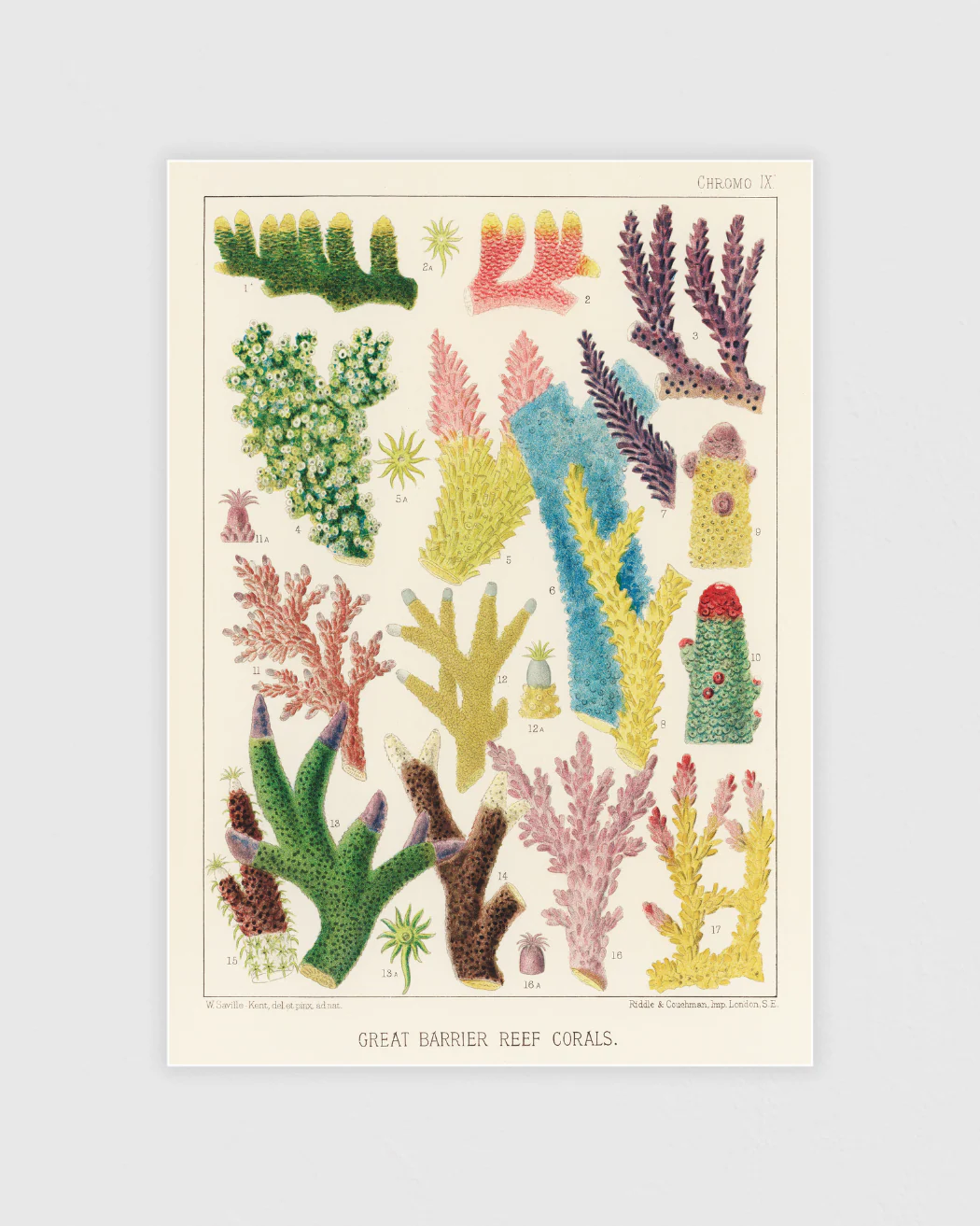 Stora barriärrevet posterpaket