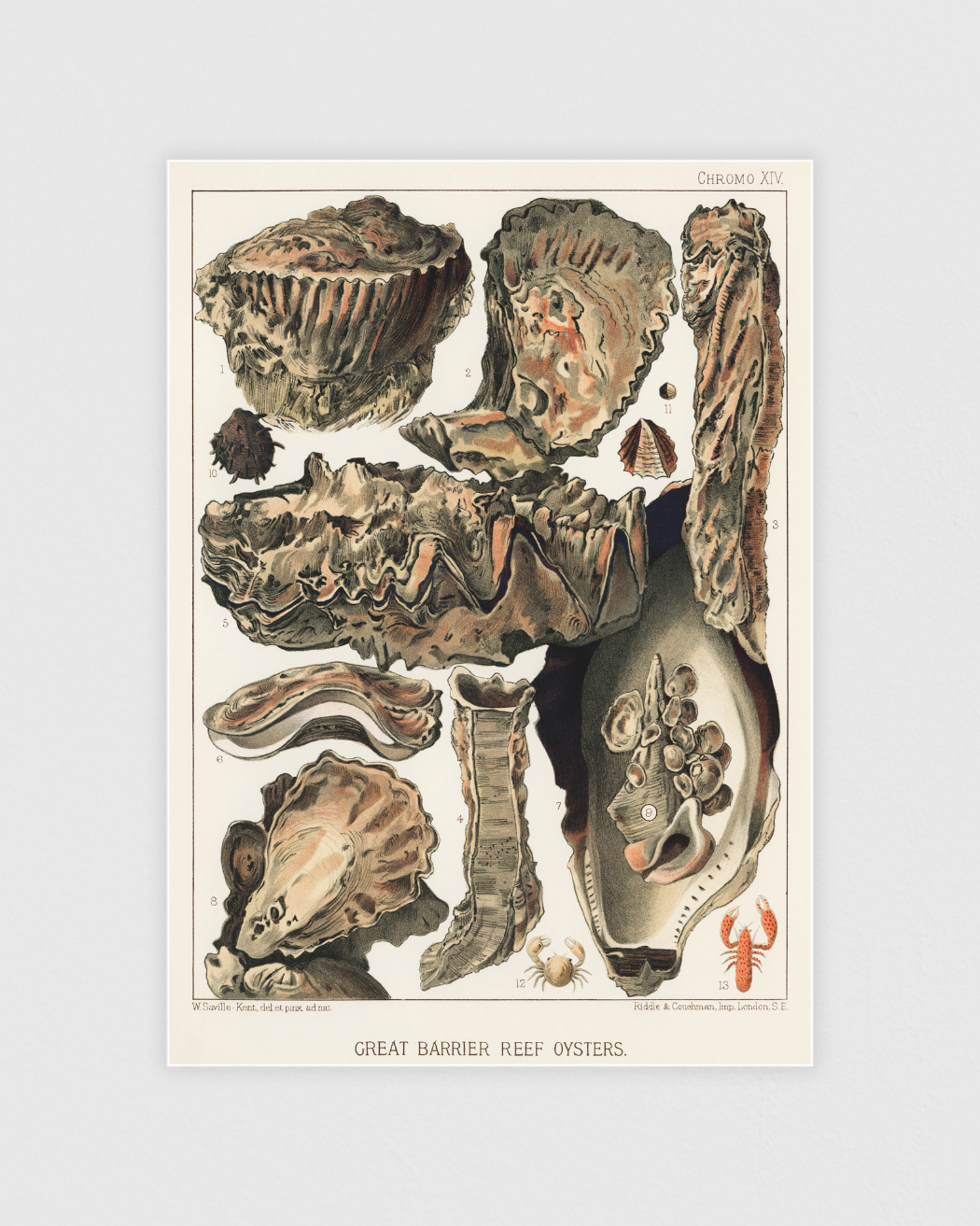 Bild på Great Barrier Reef Oysters