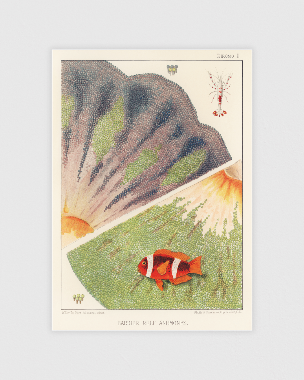 Bild på Barrier Reef Anemones