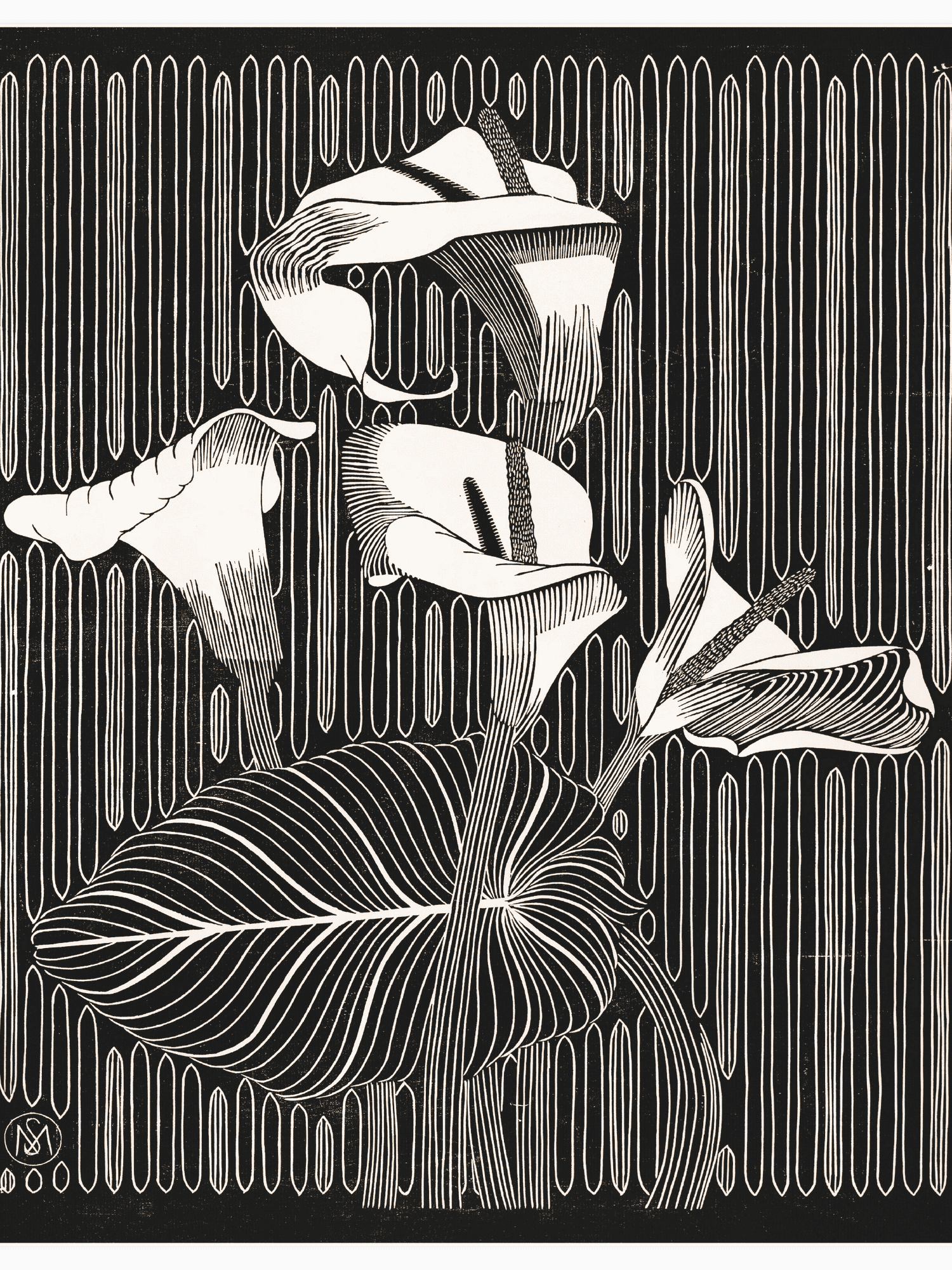 Bild på Aronskelken