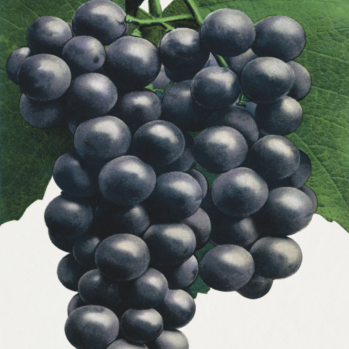 Rochester Lithographing and Printing Company Posters