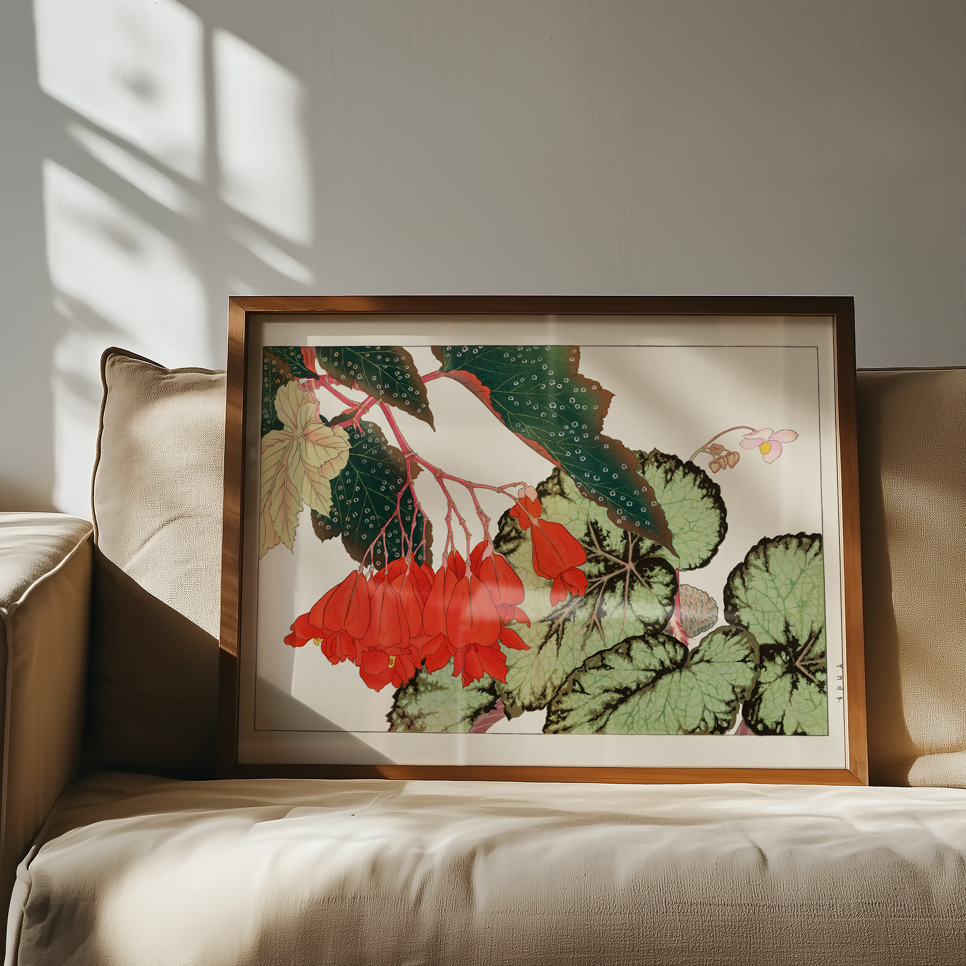 Bild på Cracklin Rosie Begonia flower