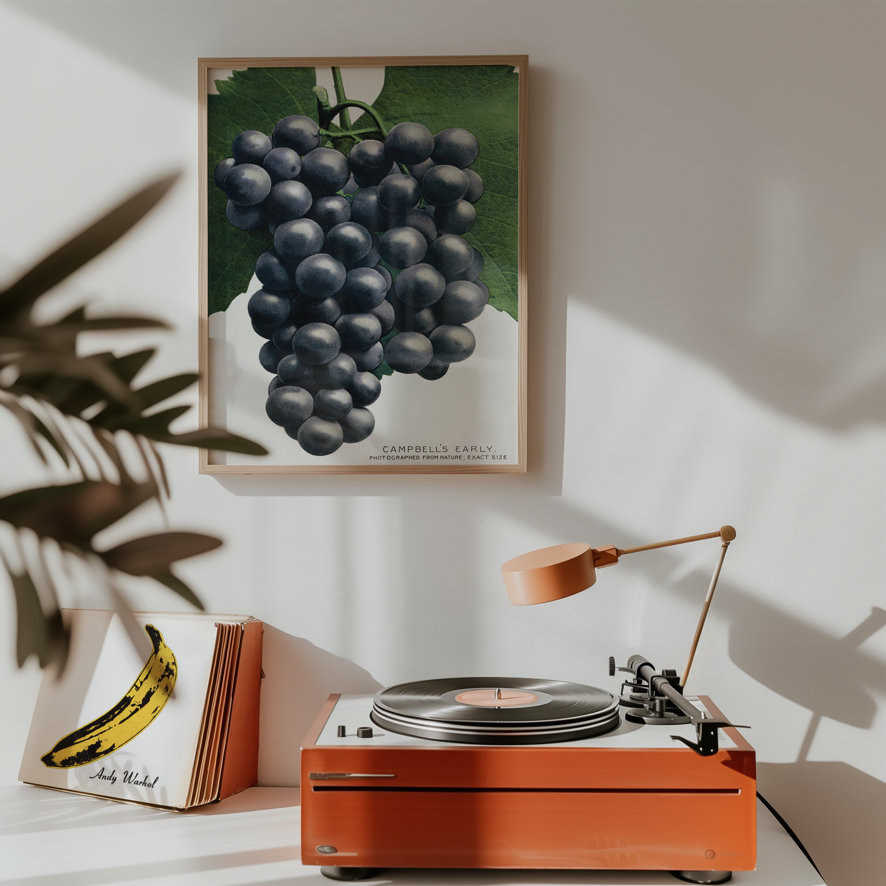 Bild på Campbell's Early grape