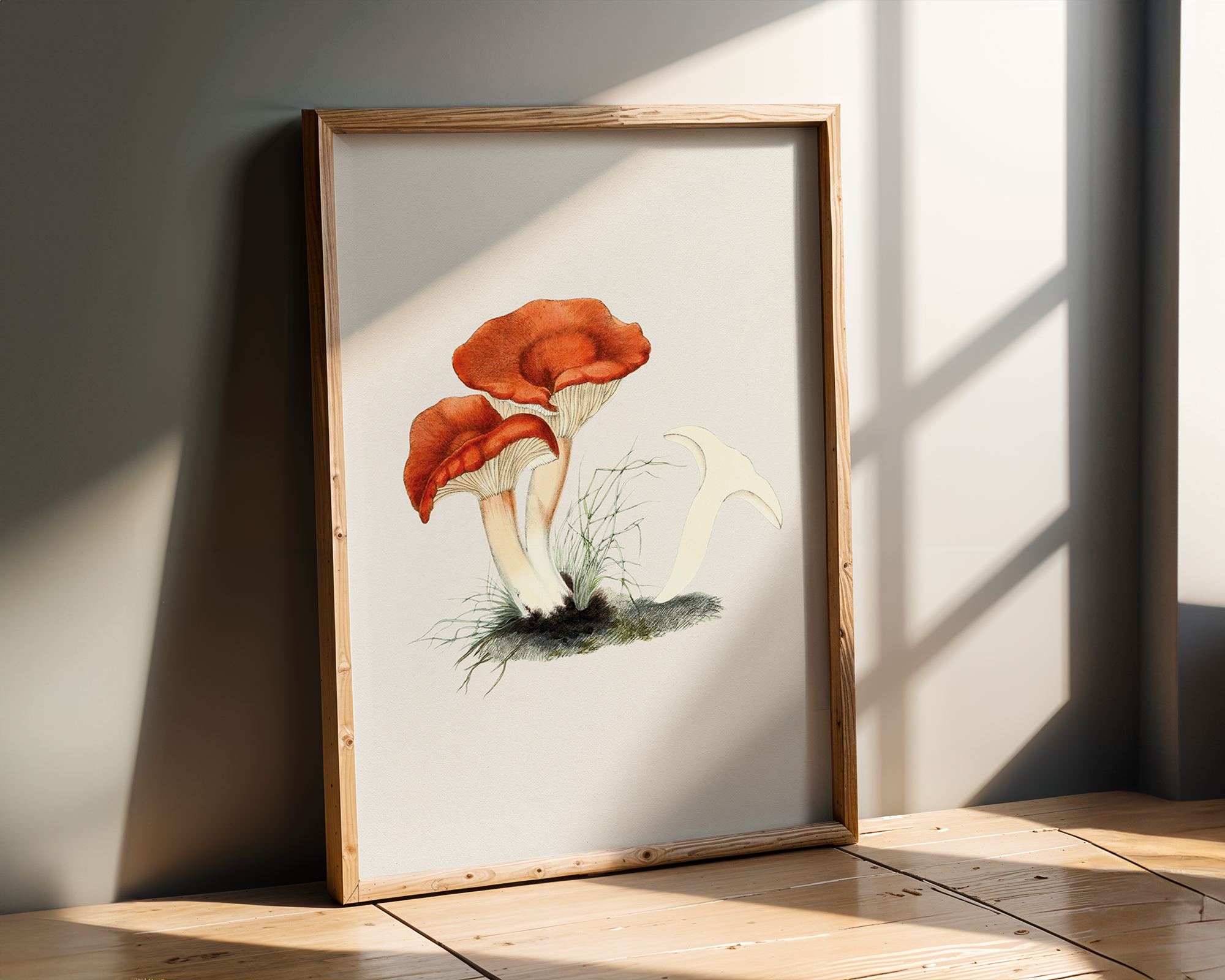 Bild på Rufous milkcap
