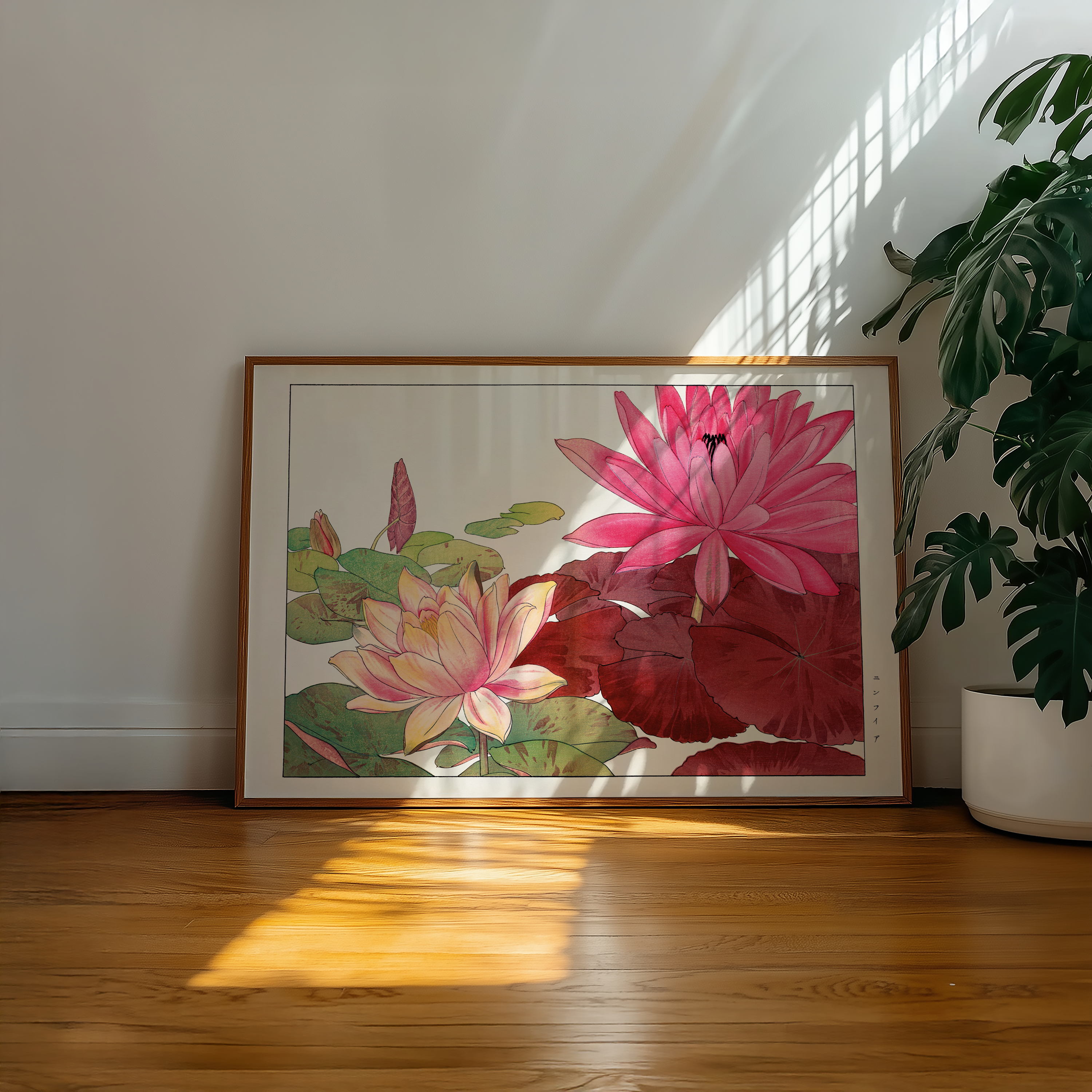 Bild på Nymphaea lotus flower