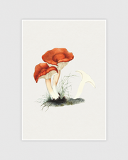 Rufous milkcap