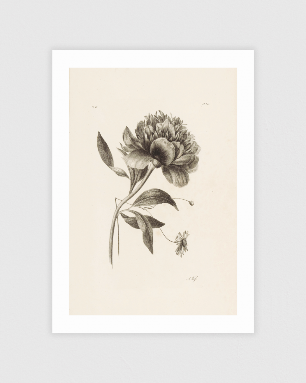 Peony